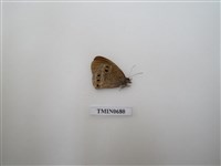 藏品(斑蝶科,蛇目蝶科)的圖片